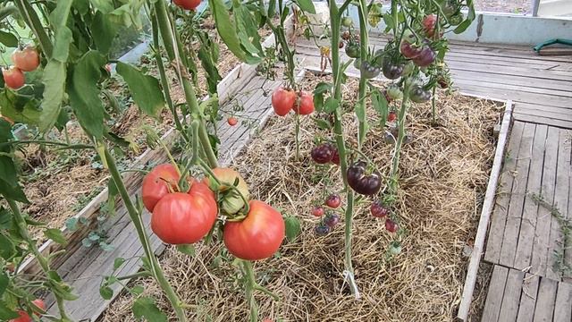 мой урожай в теплице с томатами 28.07.24
