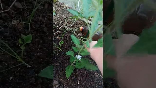 Томатики,высажены 1 мая в неотапливаемую теплицу в Ленинградской области!