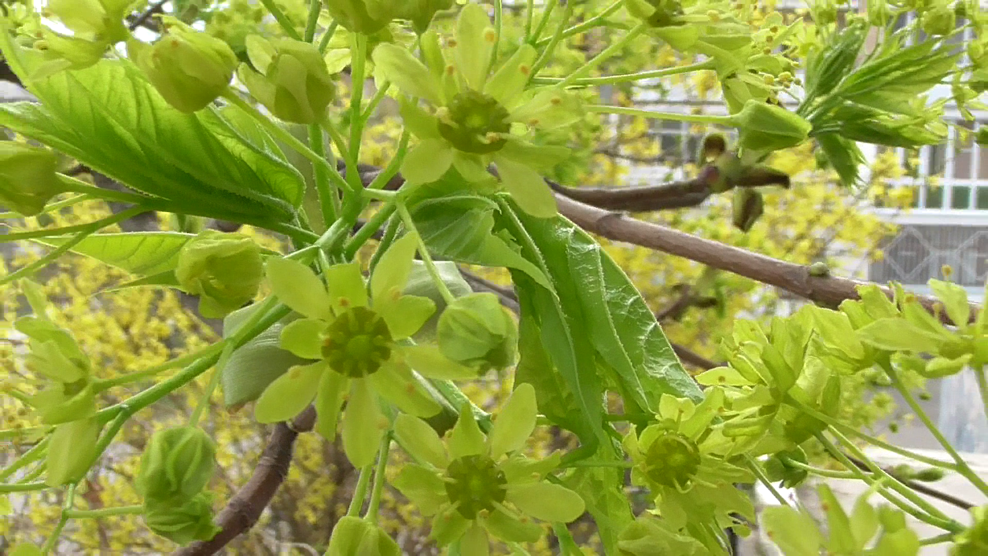 Видео про цветы на дереве. Цветёт дерево клён