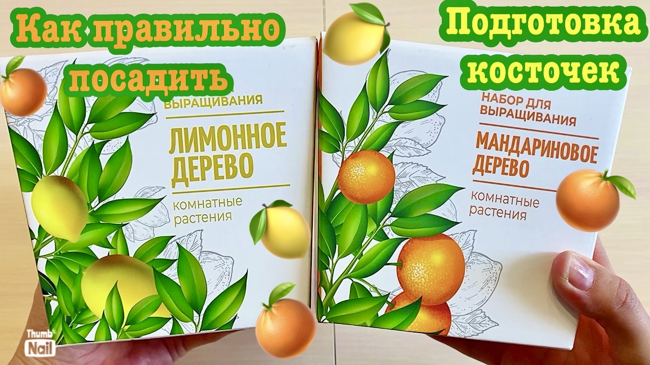 Набор для выращивания Лимонное 🍋и Мандариновое🍊дерево🌳Как правильно подготовить косточки?!🪴Посад