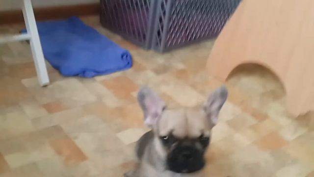 #щенки #щенкифранцузскогобульдога #французскийбульдог #Frenchbulldog #frenchbulldogpuppiesforsale