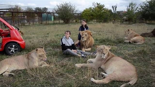 ТАКОГО ЕЩЕ НЕ БЫЛО ! Десятки львов собрались вокруг нас! Dozens of lions gathered around us!