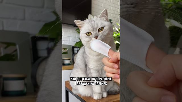 Как правильно чистить зубы кошке #кот #коты #shorts
