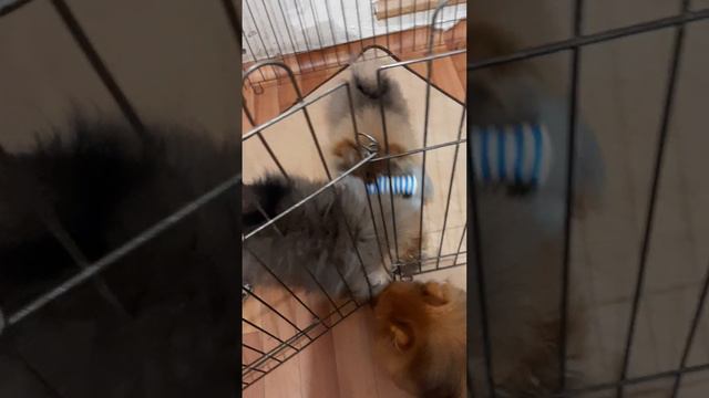 Собакен, удачи!