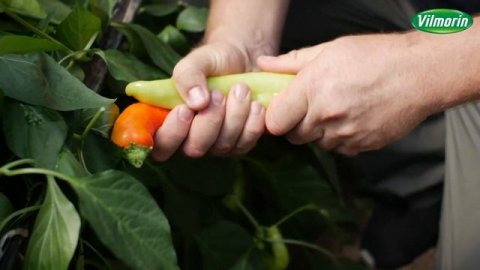 Праздник вкусного урожая – острые и сладкие перцы от компании VIlmorin