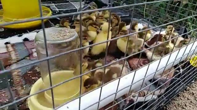 Обзор хозяйства???яйценоскость кур и перепелок)