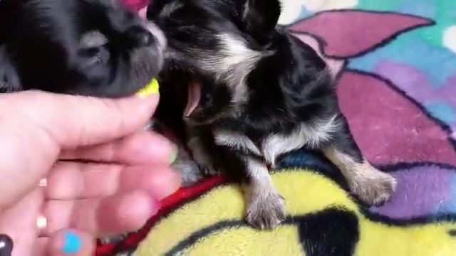 ЧИХУАХУА Кастропуло Мутабор и Дельфин для резервирования Крым Кастропуло КУПИТЬ ПРОДАМ щенка