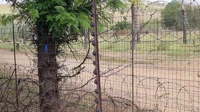 Построил загон для коз. Козы теперь не на вольном выпасе ?