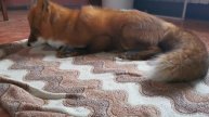 Лис ест и смотрит телевизор