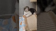 ВИСЛОУХИЙ КОТИК ВОЗРАСТ 2 МЕСЯЦА.mp4