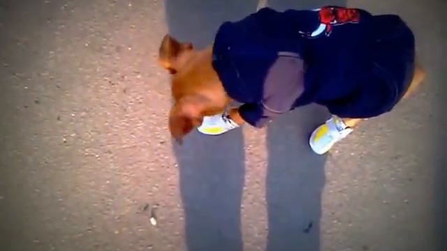 Жорик гуляет первый раз :)