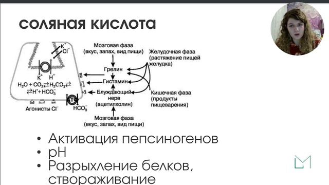 Физиология  Пищеварение в желудке