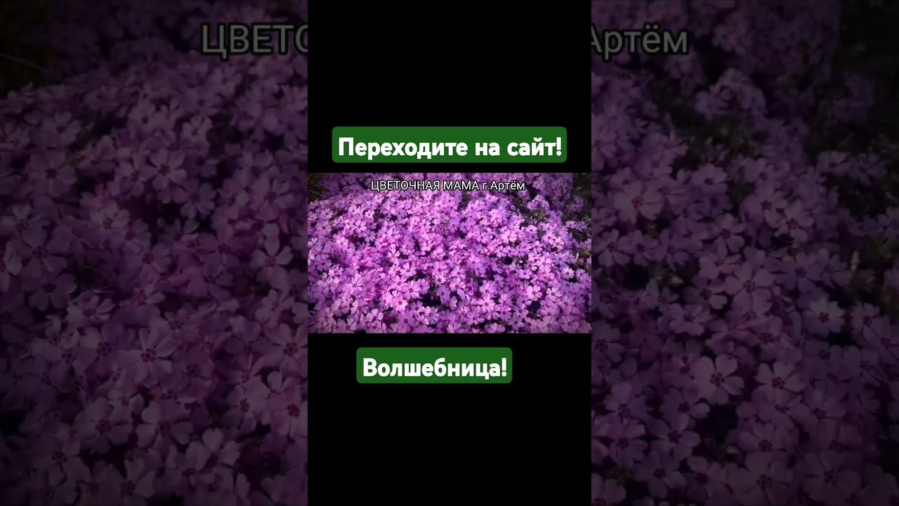Цветочная мама. г.Арём #цветы #сад #дача #цветочная мама