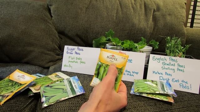 Three Types of Peas/Planting Conditions: Snow or Sugar, Snap, English or Shelling - TRG 2015