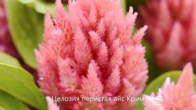 "Манерная Целозия"