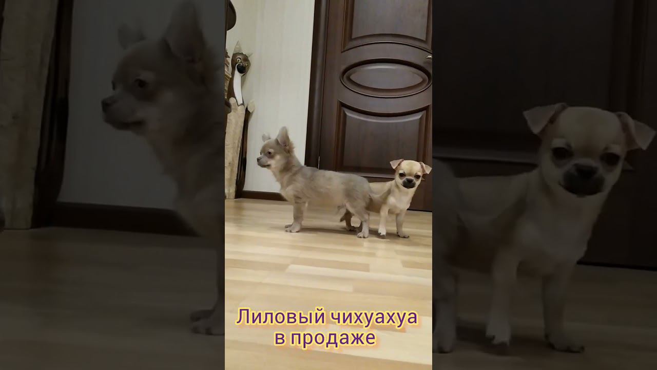 мальчишка ДШ чихуахуа продаётся 45000 р. #красивыечихуахуа #рикковигал #щенкичихуахуа #чихуахуа