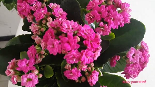 Каланхое Блоссфельда яркие краски зимой/ Полезное и красивое растение Каланхоэ.