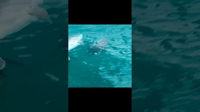 Дельфины в Крыму на море