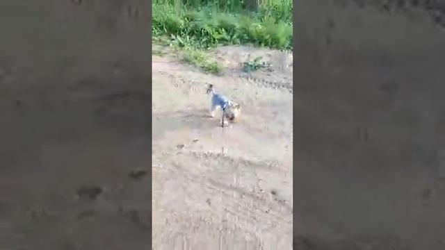 Йоркширский терьер с новой причëской