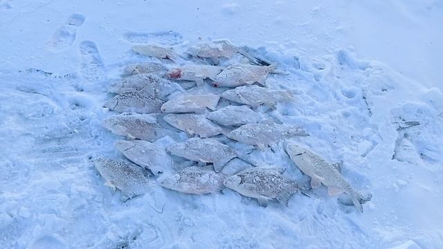 Первый улов по твёрдой воде. 26.11.22. температура воздуха -30