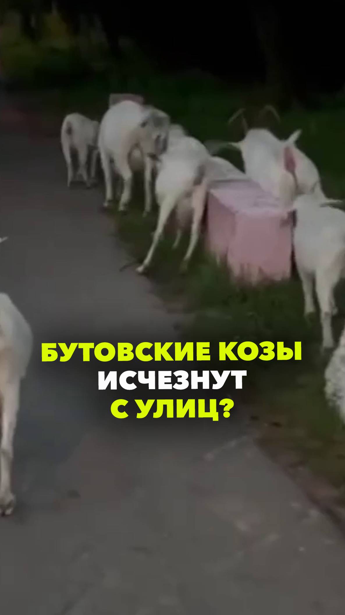 Бутовские козы идут в тюрьму: жители недовольны, что рогатые какают и пляшут на крышах авто