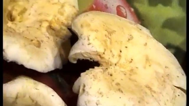 Белые грузди, лесное счастье ! Лес. Грибы.