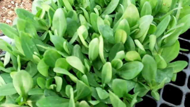Lisianthus Initial phase