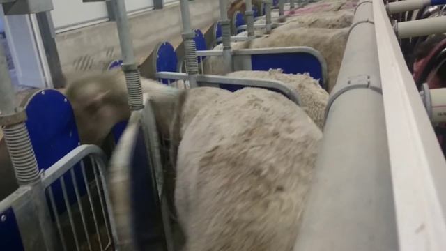Влизане на овце от порода Лакон в долина зала