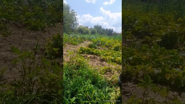 проблема с коленом у дочки//огородный сезон//вышивка движется к завершению//(1 год назад)