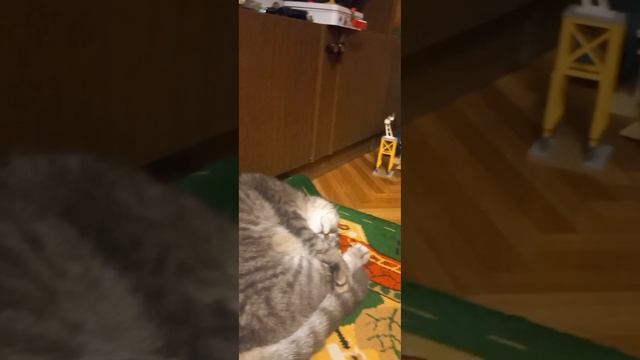 это мой котик по имени Вольтик