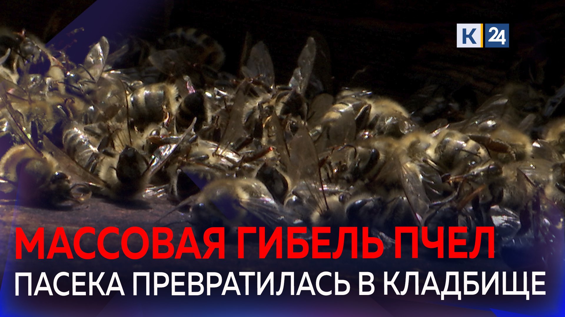Тысячи пчел погибли на Кубани