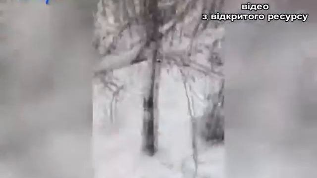 У любомльмькому лісі знайшли вбитого лося