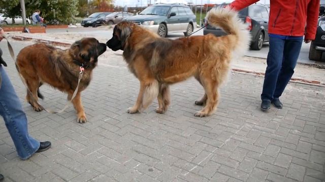 Леонбергер Михей 1год 9мес 82кг. Встреча с девчонками. Leonberger Micah