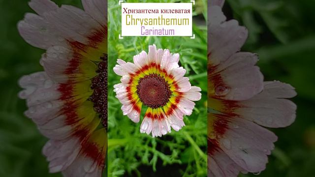 Хризантема килеватая (Chrysanthemum carinatum).