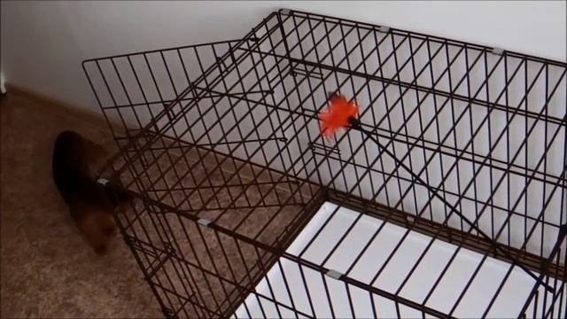 Абиссинский котёнок Эрик в клетке для собак