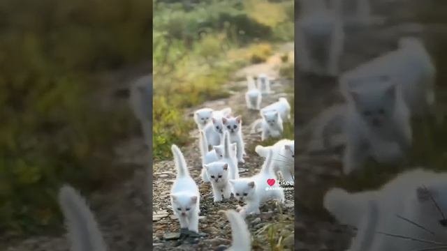 банда пушистых