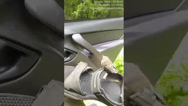 Птенец пожаловал в гости.