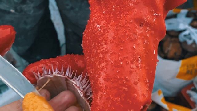 КАК ПРАВИЛЬНО ЧИСТИТЬ МОРСКОГО ЕЖА? МАСТЕР-КЛАСС ОТ КАПИТАНА СТАСА! РЫБАЛКА НА КОЛЬСКОМ ПОЛУОСТРОВЕ