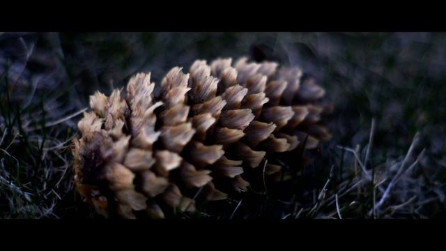 Fujifilm X-T2 4K Video Test
