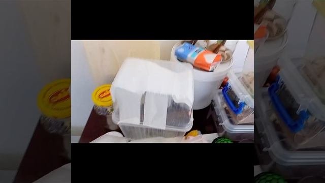 Как линяет богомол.