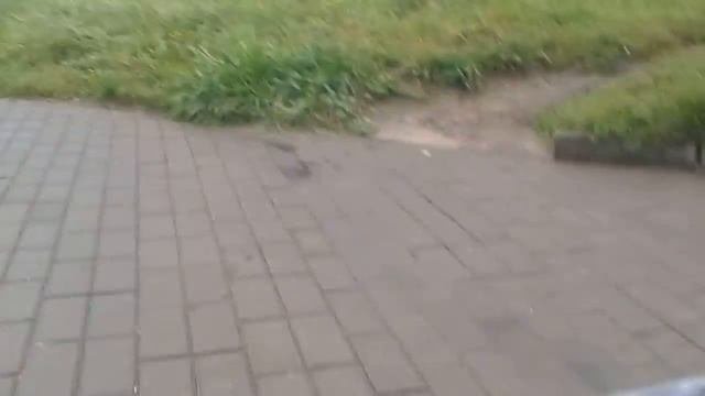 Younger Prank 1.1 Younger  Co и тележка из АШАНа