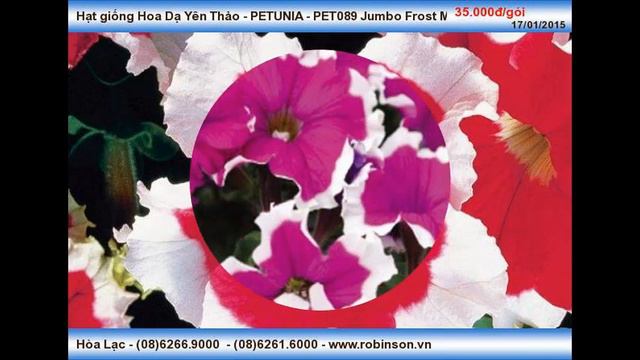 PET089 Jumbo Frost Mix - Hạt giống Hoa Dạ Yên Thảo