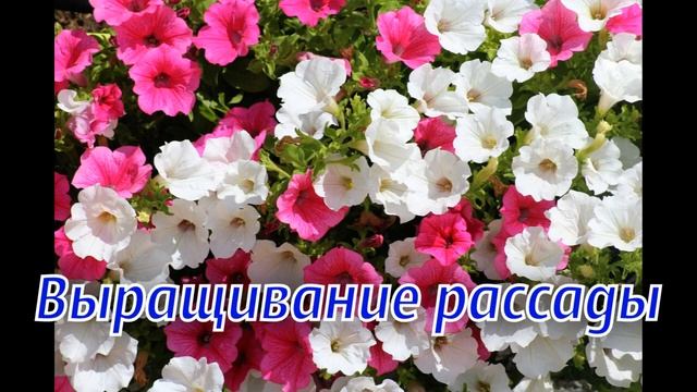 Как правильно вырастить посадить в открытый грунт ПЕТУНИИ