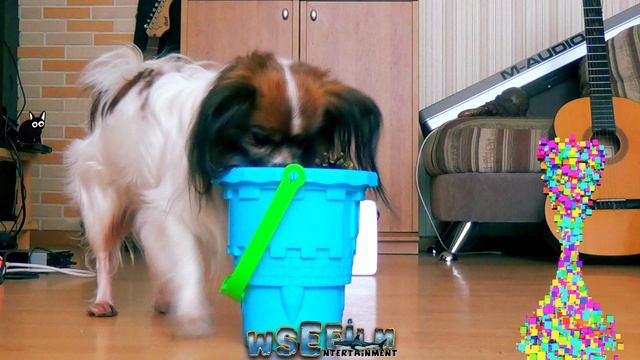 A dog is getting a hedgehog out of the bucket