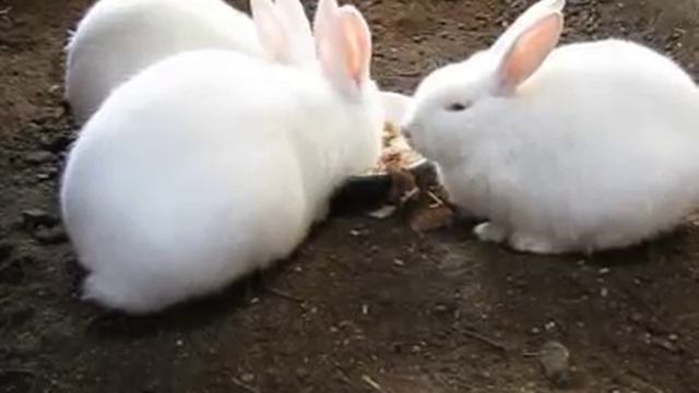 Можно ли скармливать кроликам сырые овощи и фрукты, их очистки (капуста, картофель, свекла, прочие)