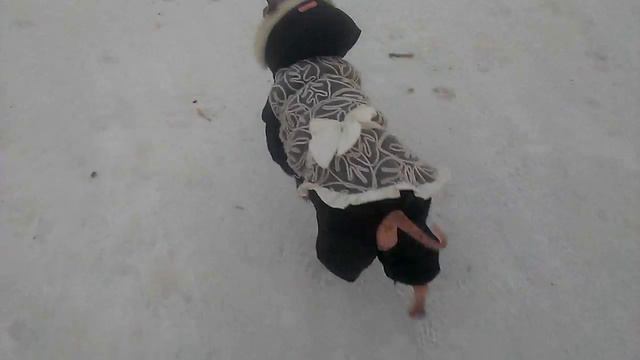 Лина на прогулке АГТ Красноярск январь 2017