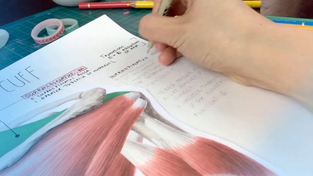 How to create your own Human anatomy poster  Kenhub
