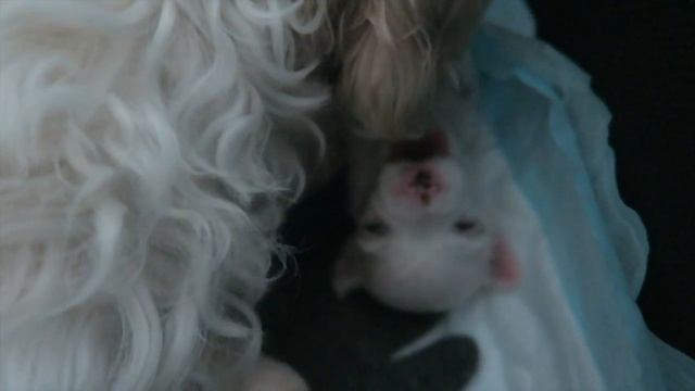 1 ДЕНЬ ИЗ ЖИЗНИ ЩЕНКОВ | A DAY IN THE LIFE with a PUPPY ! #7