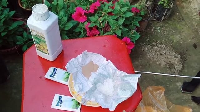How to control chilli leaf curl/জলকীয়াৰ পাত কেঁকোৰা ৰোগৰ সমাধান