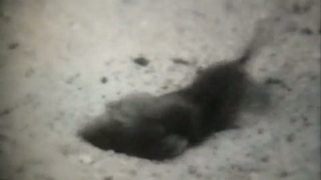 змеи